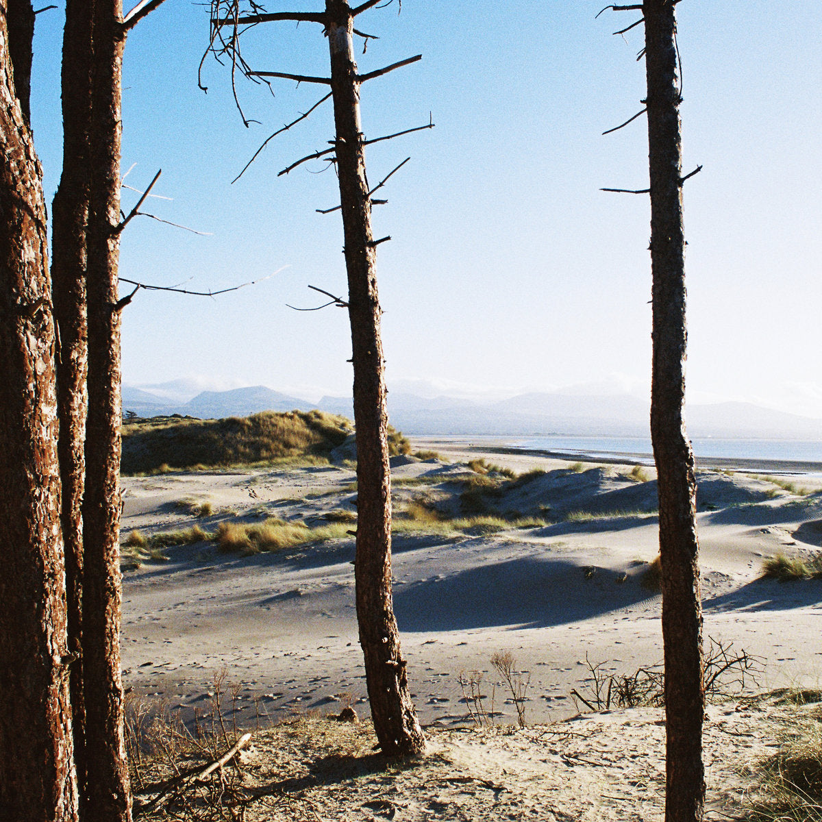 Your Medal's In The Post / Primordial Slot Machine